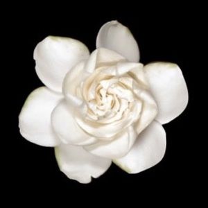 Meet your Posher, Frances